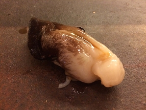 Coquille torigai (Torigai)