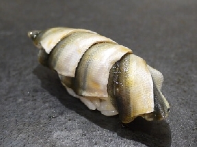 Alose tachetée juvénile (Shinko)