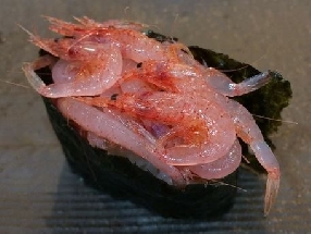Chevrette sakura (Sakura ebi)