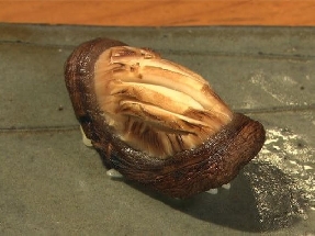 Champignon shiitaké (Shitake)