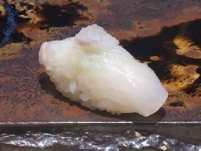 Plie tachetée (Hoshigarei)