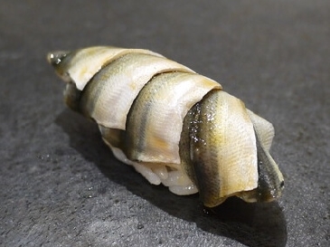 A photo of shinko nigiri