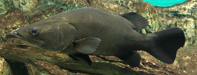 a photo of African snook