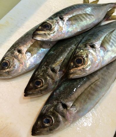 a photo of Horse mackerel(Kuro-aji)