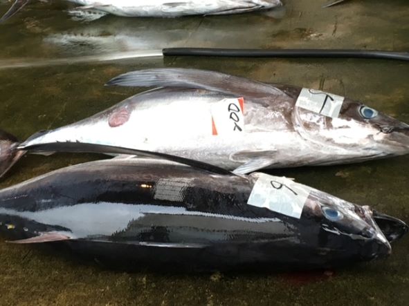 a photo of Albacore