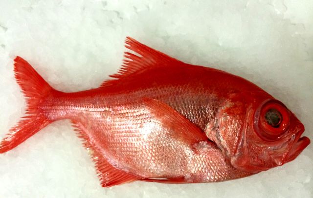 A photo of Alfonsino (Nanyokinme)