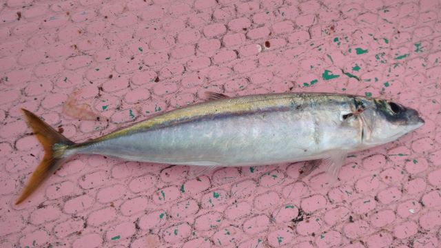 a photo of Amberstripe scad (Muroaji)