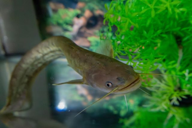 a photo of Amur catfish (Namazu)