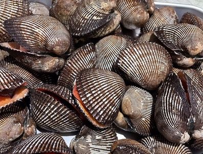 a photo of Ark shell (Akagai)