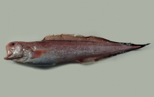 A photo of Armoured cusk (Yoroiitatiuo)