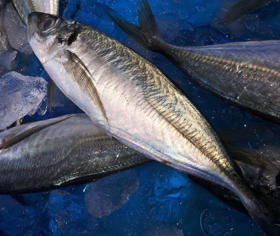 A photo of Atlantic horse mackerel (Nishimaaji)