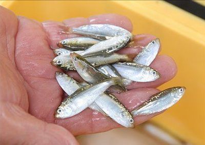 a photo of Baby Gizzard shad (Shinko)