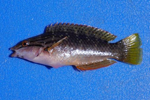 a photo of Bambooleaf wrasse (Hoshisasanohabera)