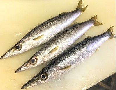 a photo of Barracuda (Kamasu)