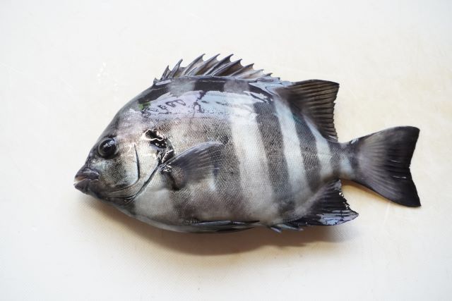a photo of Barred knifejaw (Ishidai)