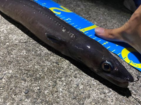 a photo of Beach conger (Kuroanago)