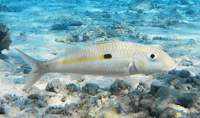 a photo of Bensasi goatfish (Himeji)