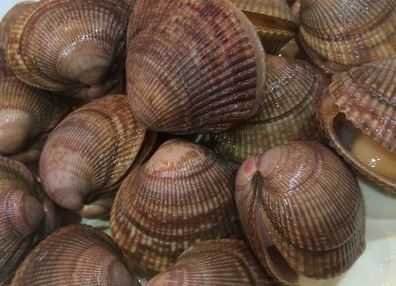 a photo of Bering Sea cockle (Ishigakigai)