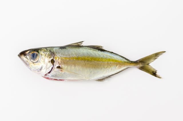 a photo of Bigeye scad (Meaji)