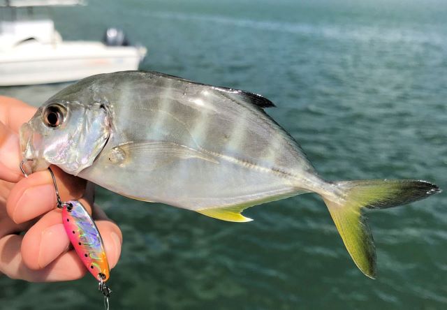A photo of Bigeye trevally (Gingameaji)