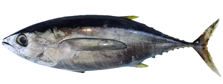 a photo of Bigeye tuna (Mebachi maguro)