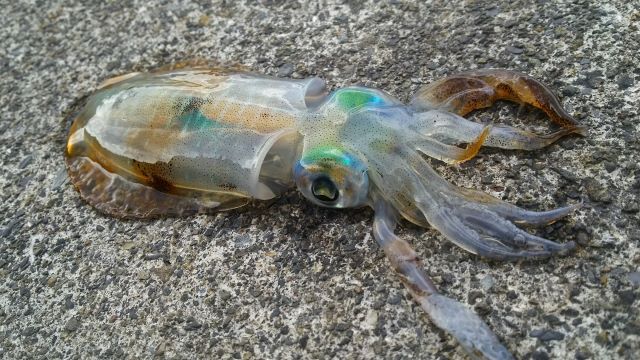 a photo of Bigfin reef squid (Aori ika)