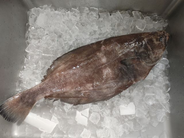 a photo of Black halibut (Karasugarei)