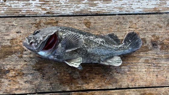 a photo of Black rockfish (Kurosoi)