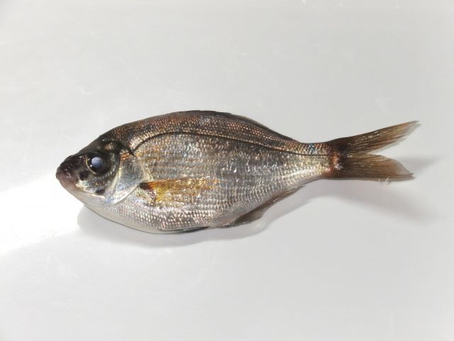 a photo of Black surfperch (Umitanago)