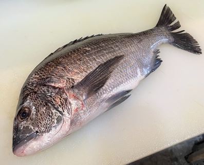 a photo of Blackhead seabream (Kurodai)
