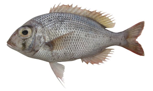 A photo of Blacknape large-eye bream (Tamameichi)