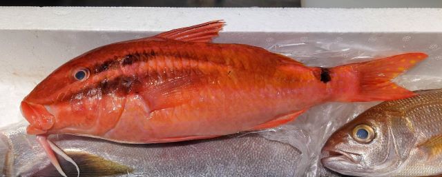 a photo of Blackspot goatfish (Okinahimeji)