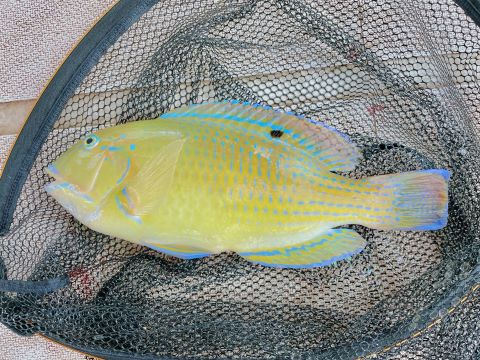 a photo of Blackspot tuskfish (Shirokurabera)