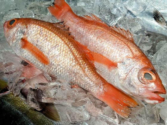 a photo of Blackthroat seaperch (Nodoguro)