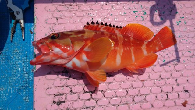 a photo of Blacktip grouper (Akahata)