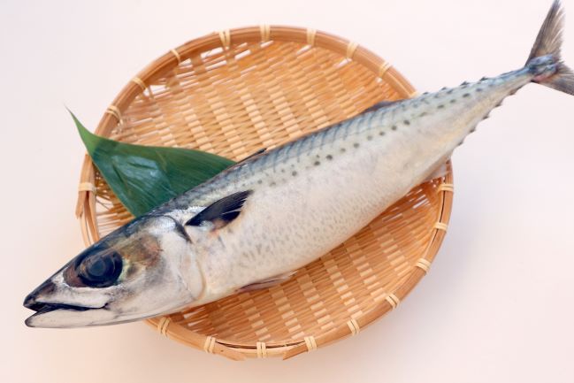 a photo of Blue mackerel (Gomasaba)