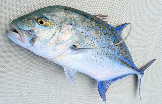 A photo of Bluefin trevally (Kasumiaji)