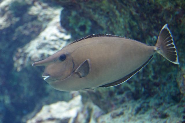 a photo of Bluespine unicornfish (Tenguhagi)