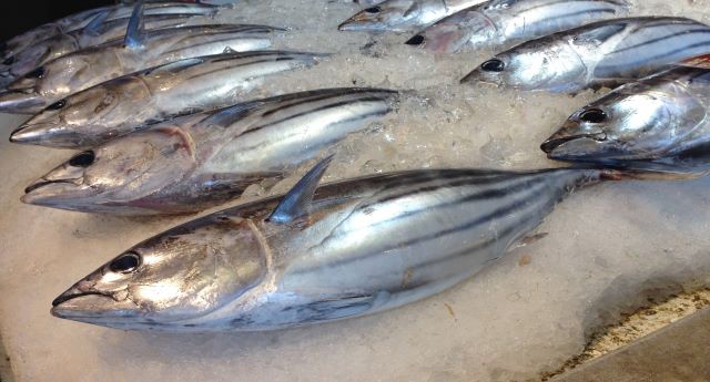 A photo of Bonito (Katsuo)