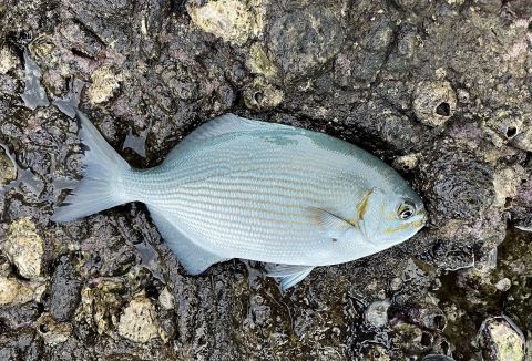 a photo of Brassy chub (Isuzumi)