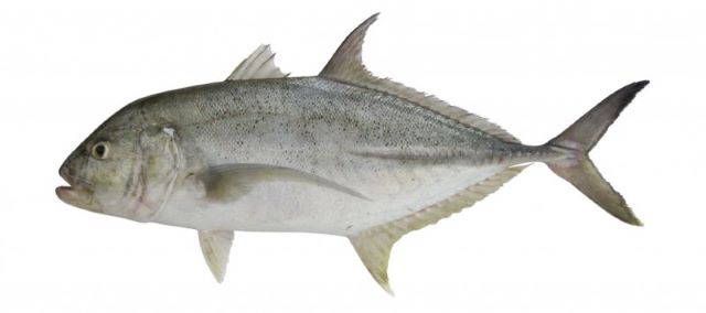 A photo of Brassy trevally (Onihiraaji)