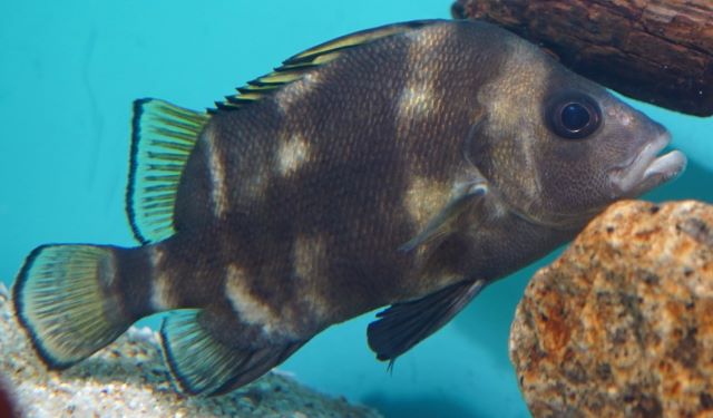 A photo of Broadbanded velvetchin (Setodai)