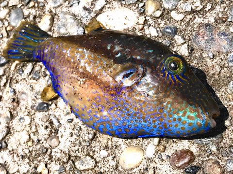a photo of Brown-lined puffer (Kitamakura)