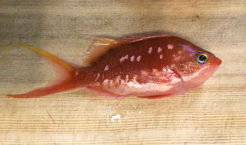 a photo of Cherry Anthias (Sakuradai)
