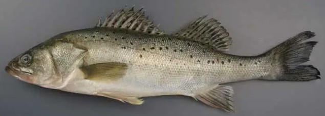A photo of Chinese seabass (Tairikusuzuki)