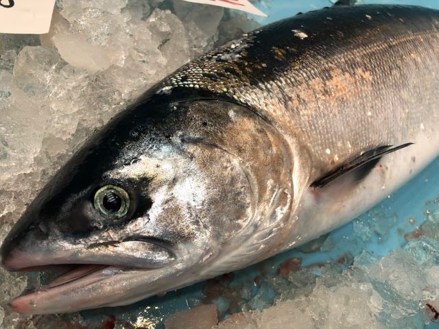 Chum salmon (Tokishirazu or Oome masu)