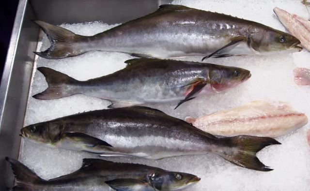 a photo of Cobia (Sugi)