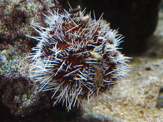 a photo of Collector urchin (Shirahige uni)