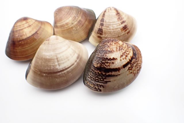 a photo of Common orient clam (Hamaguri)