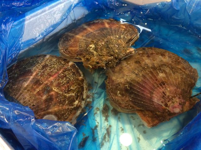 a photo of Common scallop (Hotate)
